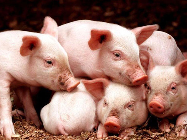 豬保健方案——仔豬紅、黃、白痢的防治